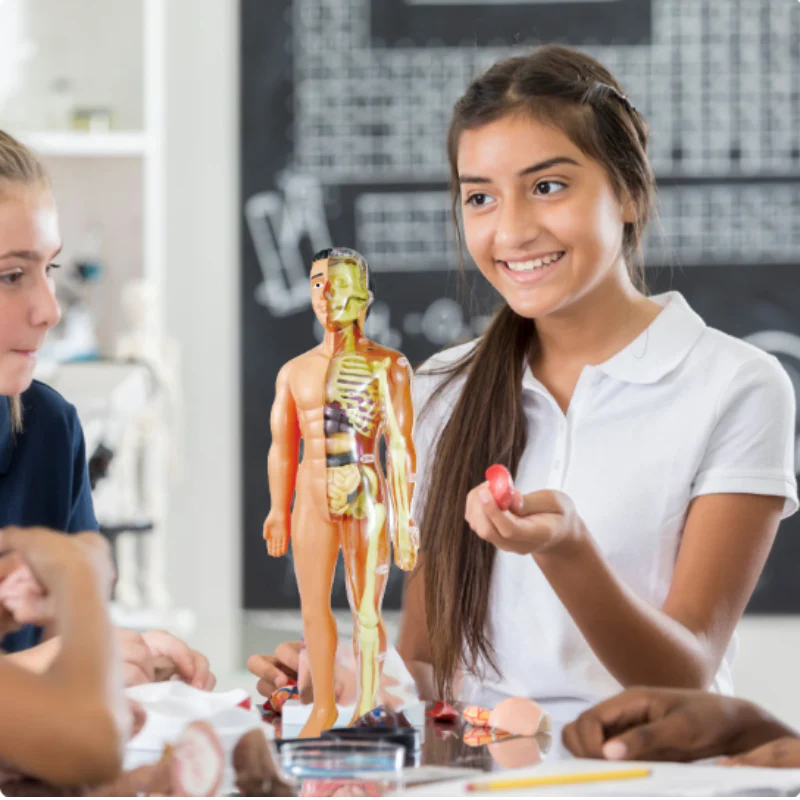 Educatief Speelgoed Interactief Anatomiemodel voor Kinderen 3D Leren over het Menselijk Lichaam