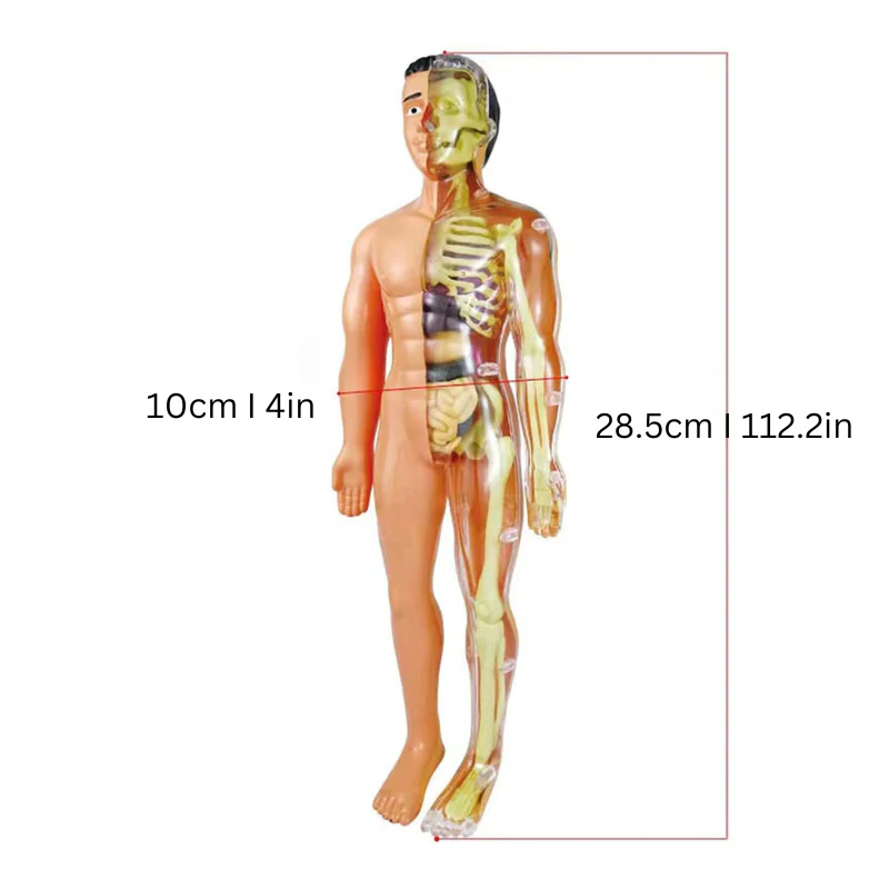 Educatief Speelgoed Interactief Anatomiemodel voor Kinderen 3D Leren over het Menselijk Lichaam - Image 2