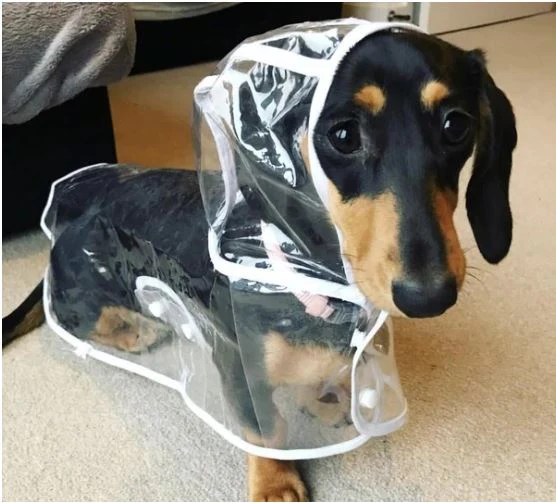 Hond Waterdichte Transparante Regenjas - Image 7