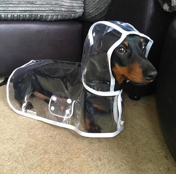 Hond Waterdichte Transparante Regenjas - Image 8