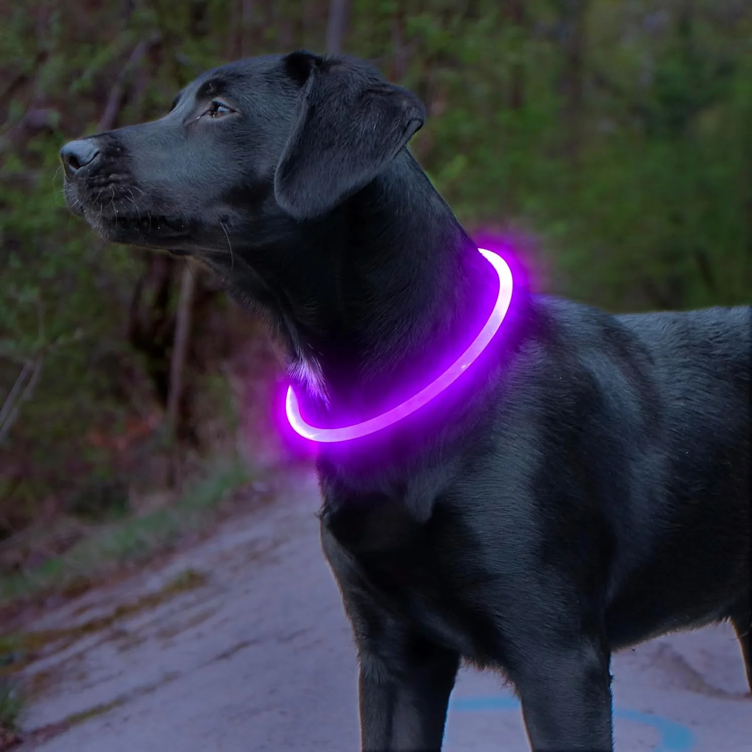 Honden LED-halsband Oplaadbaar Veiligheidslampje - Image 3