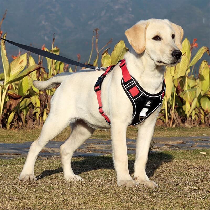 Hondentuig zonder Trekkracht voor Comfortabele Wandeling - Image 2