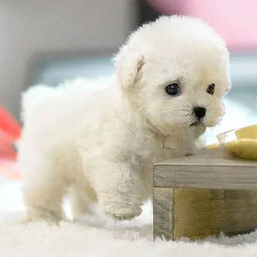 Interactieve Hond Speelgoed voor Kinderen - Image 4